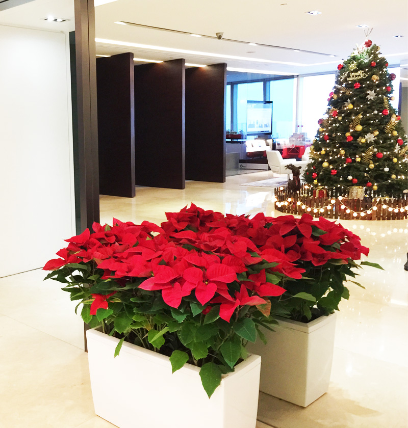 協鑫集團圣誕布置